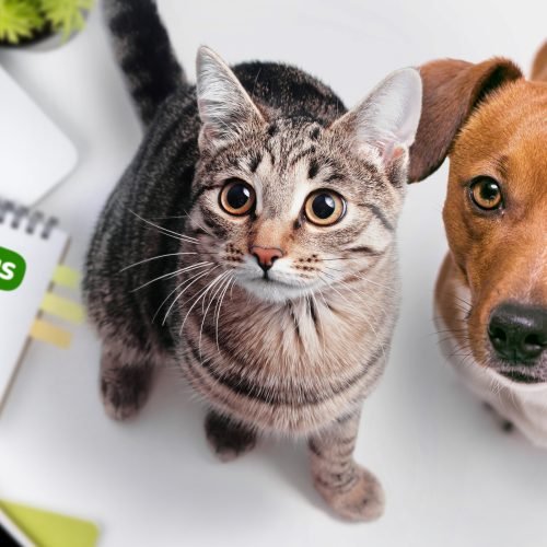 Unlocking the Zooplus UK Advantage: A Deep Dive into Loyalty, Savings, and Seamless Pet Care